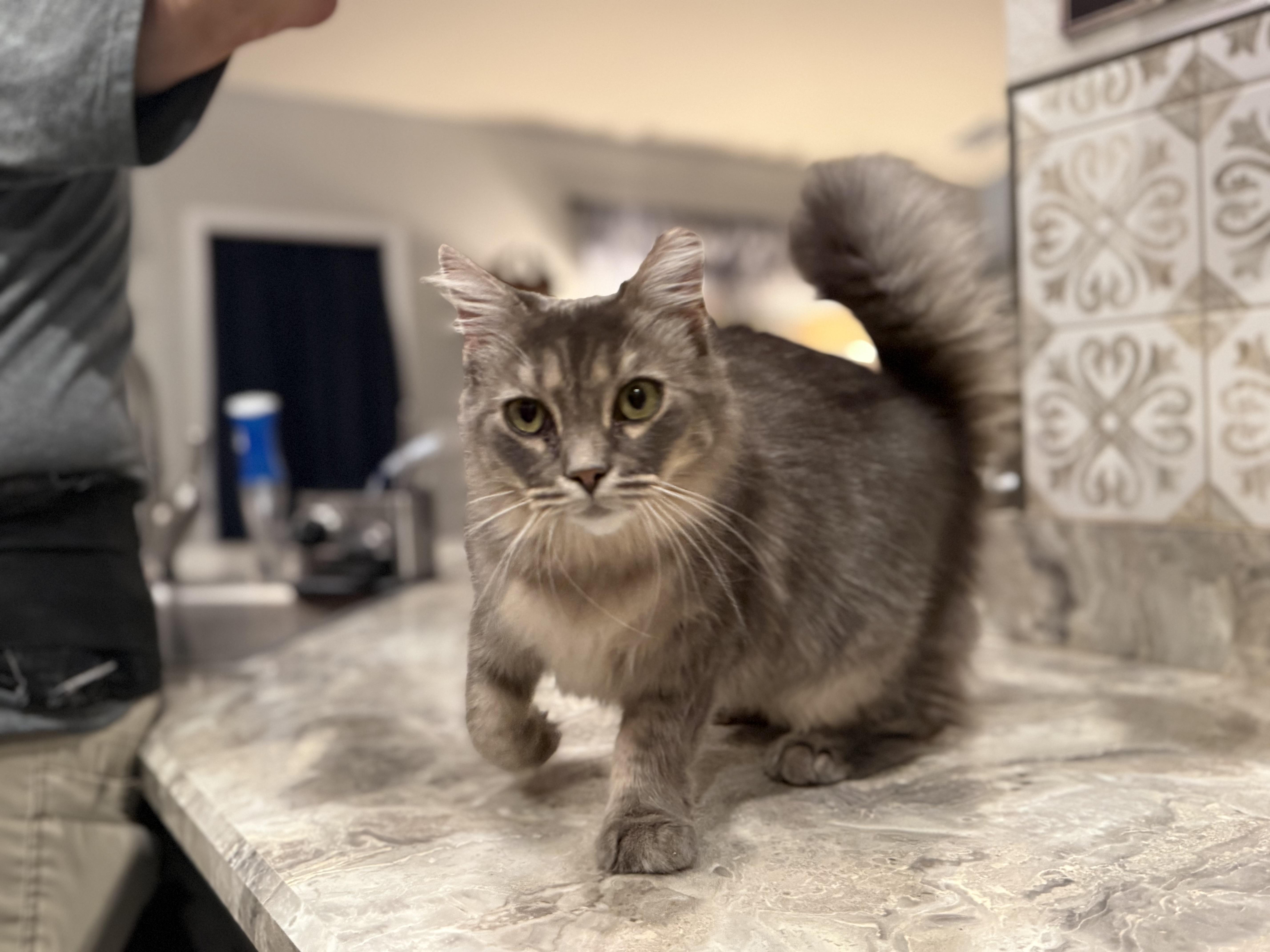 Cleo