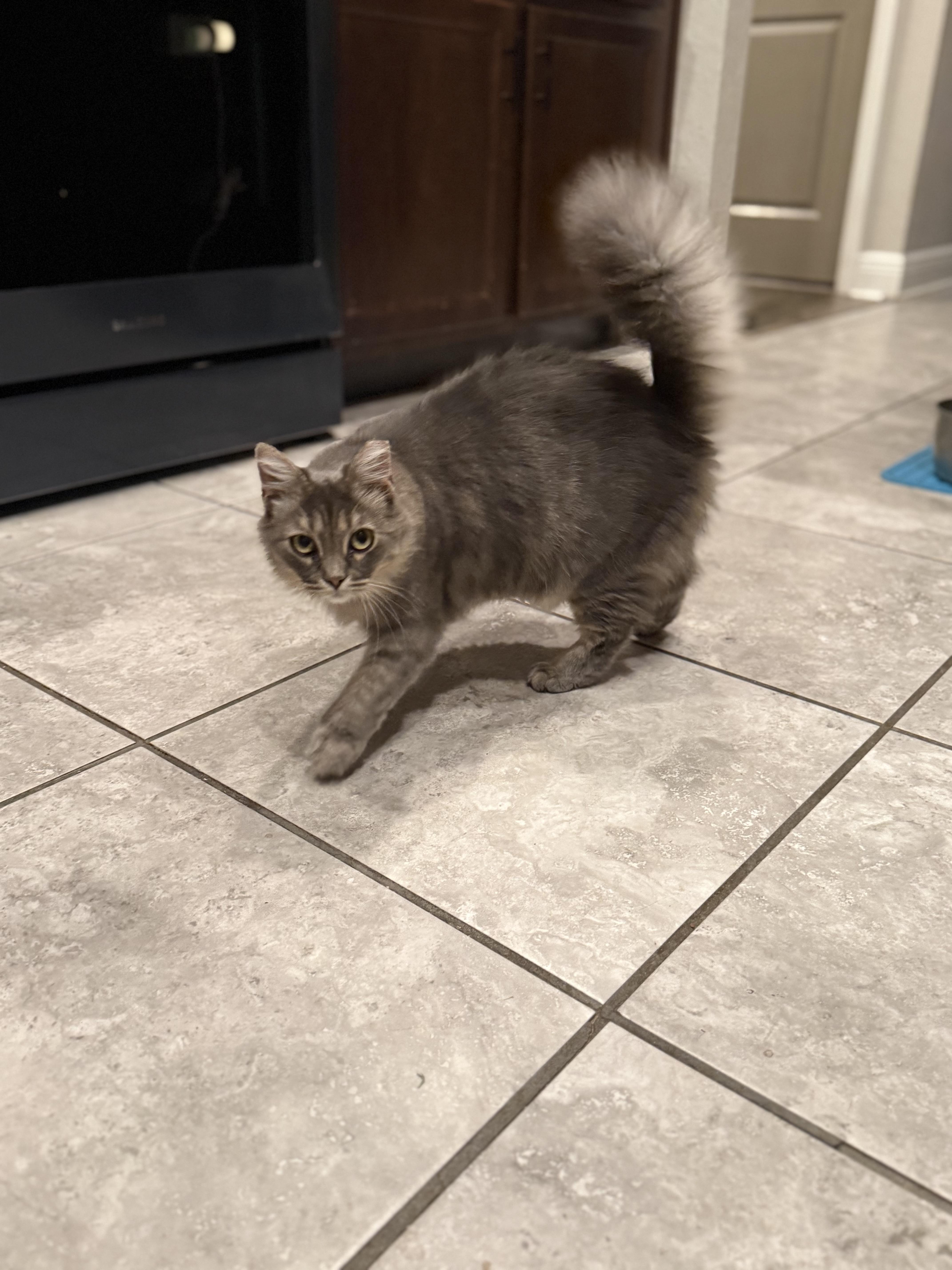 Cleo thumbnail 2