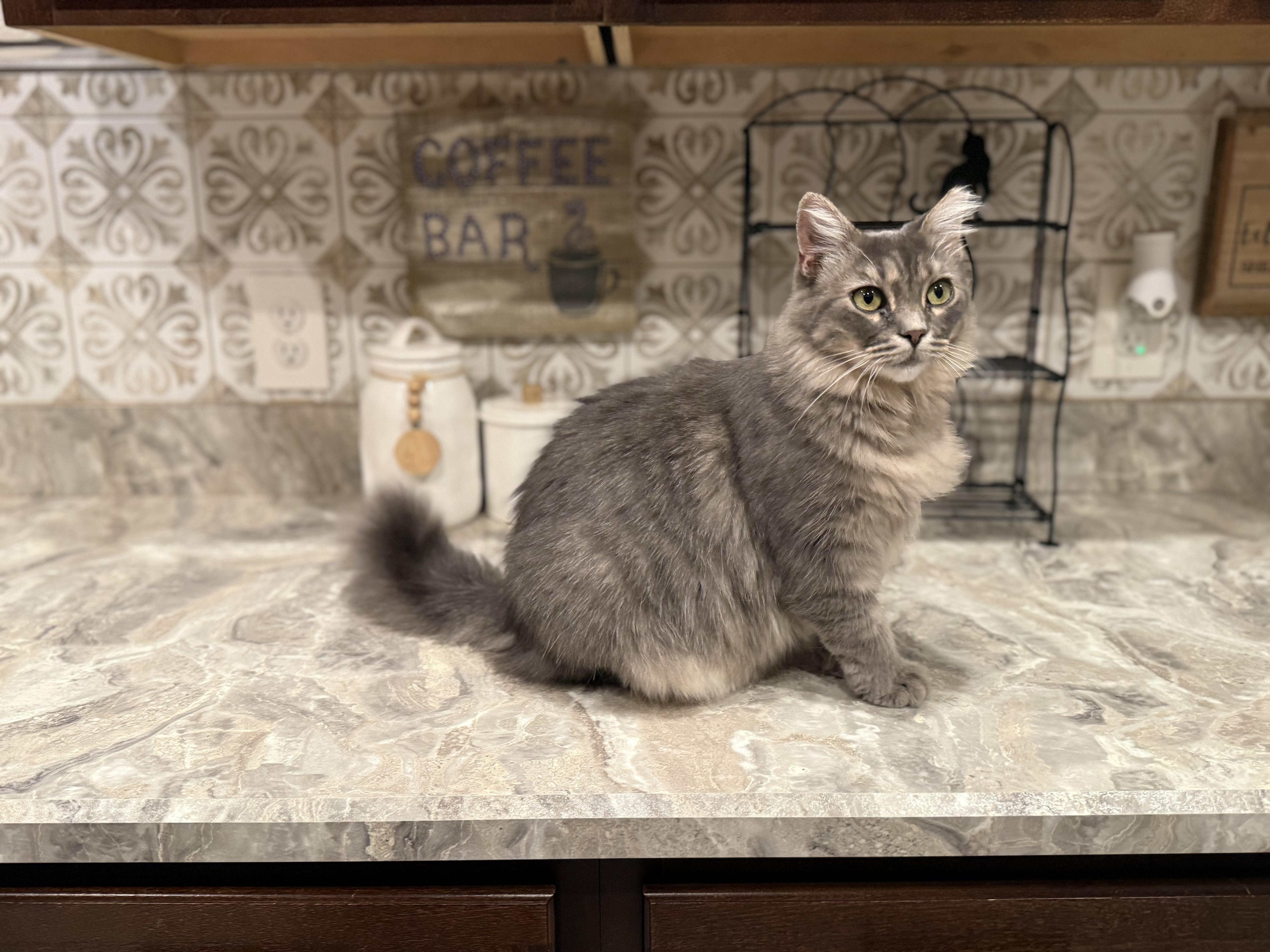 Cleo thumbnail 4