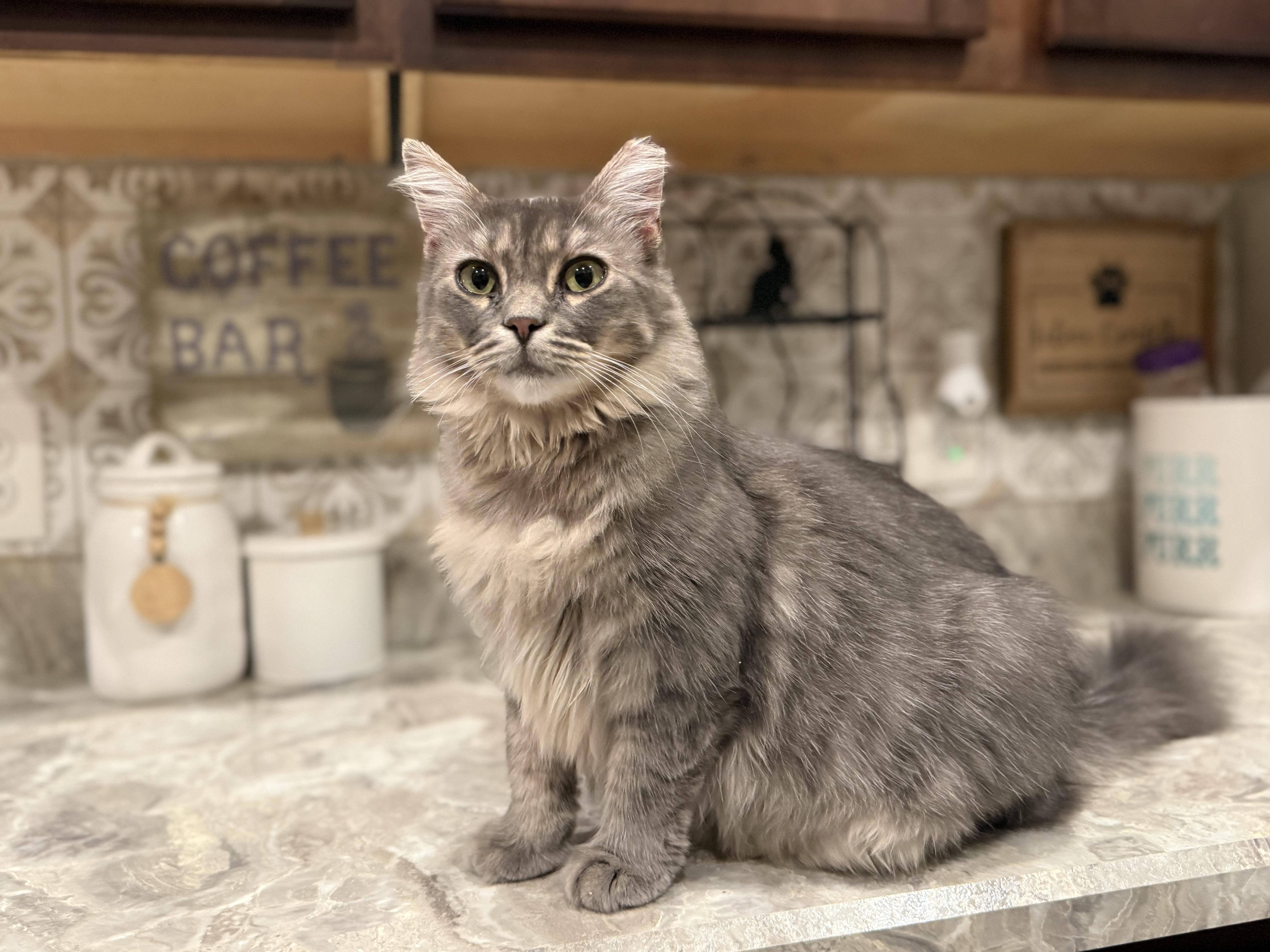 Cleo thumbnail 6