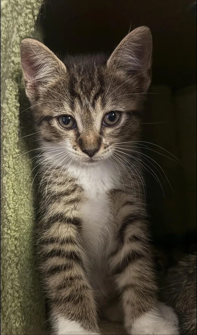 A baby medium-sized female Tabby (Brown / Chocolate) Domestic Short Hair cat named Carmela for adoption in Rochester Hills, MI