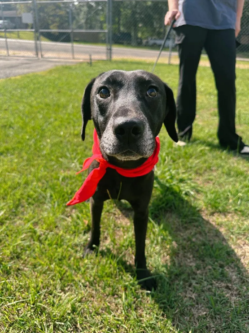 A young large-sized male Labrador Retriever dog named Jet for adoption in Westport, CT