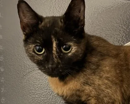An adult small-sized female Domestic Short Hair cat named Lacey for adoption in West Seneca, NY