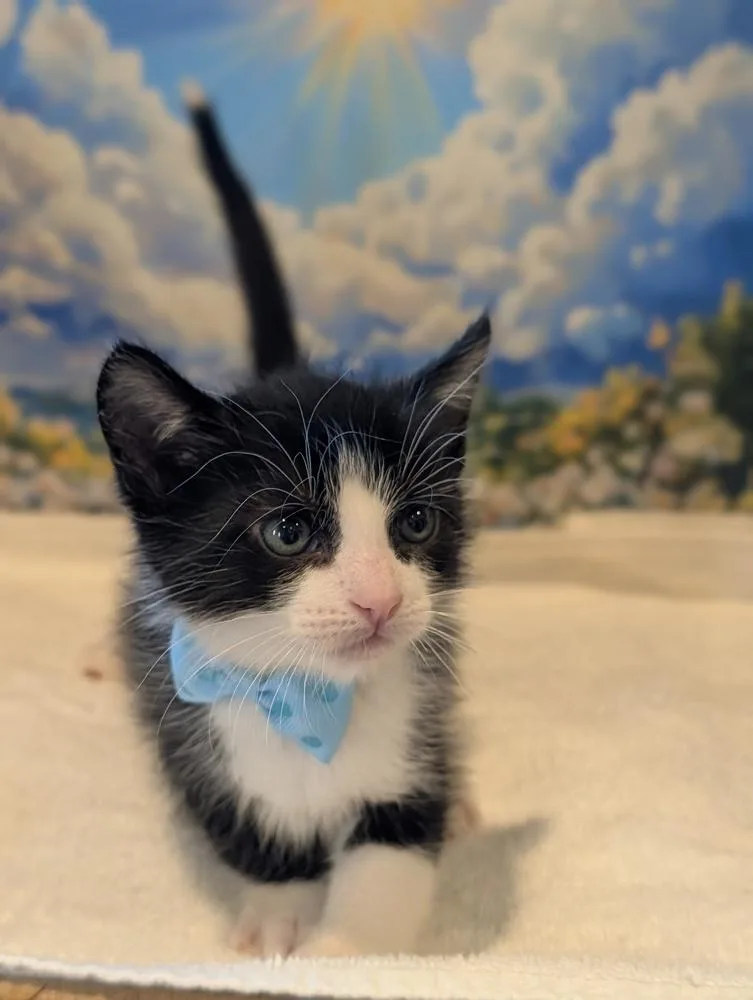 A baby small-sized male Black & White / Tuxedo Domestic Short Hair cat named Figaro for adoption in Fremont, CA