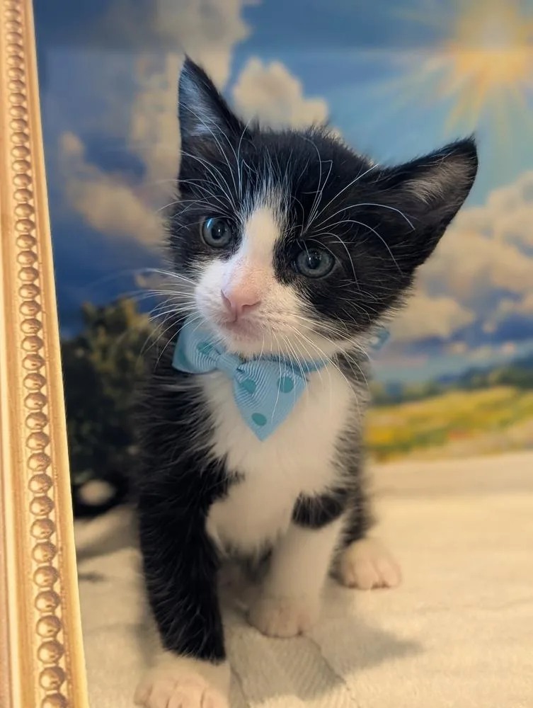 Figaro thumbnail 3