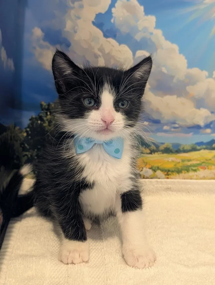 Figaro thumbnail 4