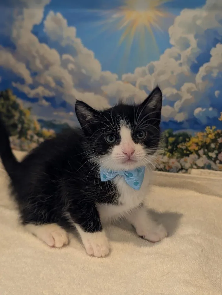 Figaro thumbnail 5