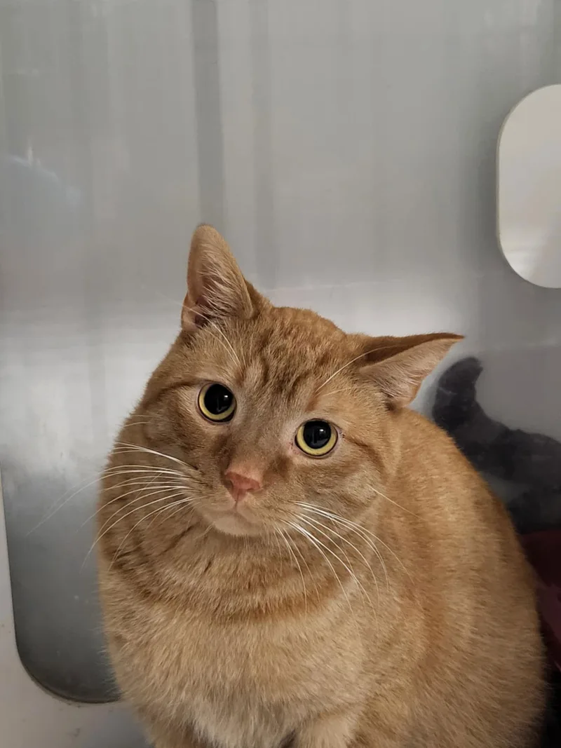 Checkers thumbnail 2