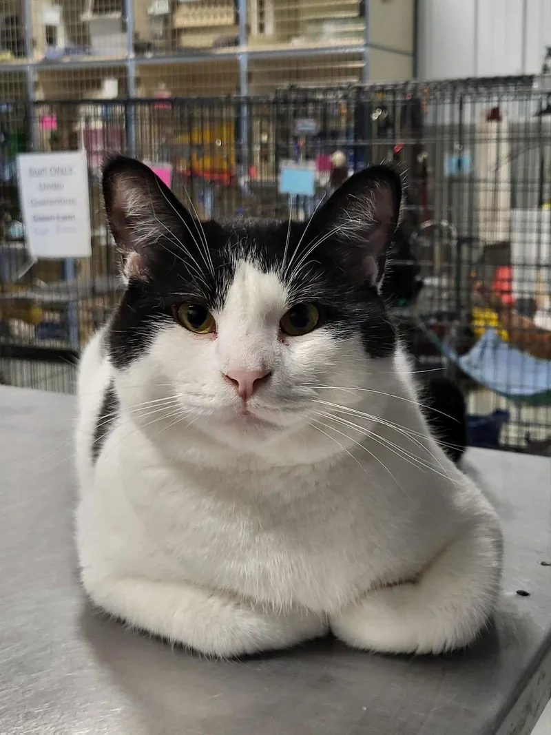 Checkers thumbnail 3