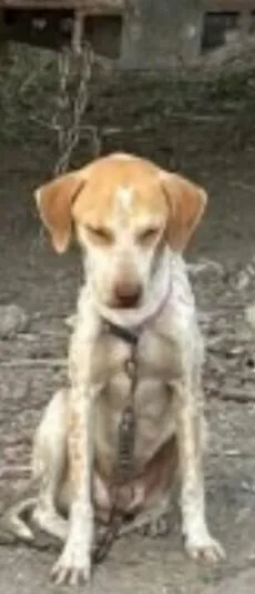 A young medium-sized female Mixed Breed dog named Nori for adoption in Dallas, TX