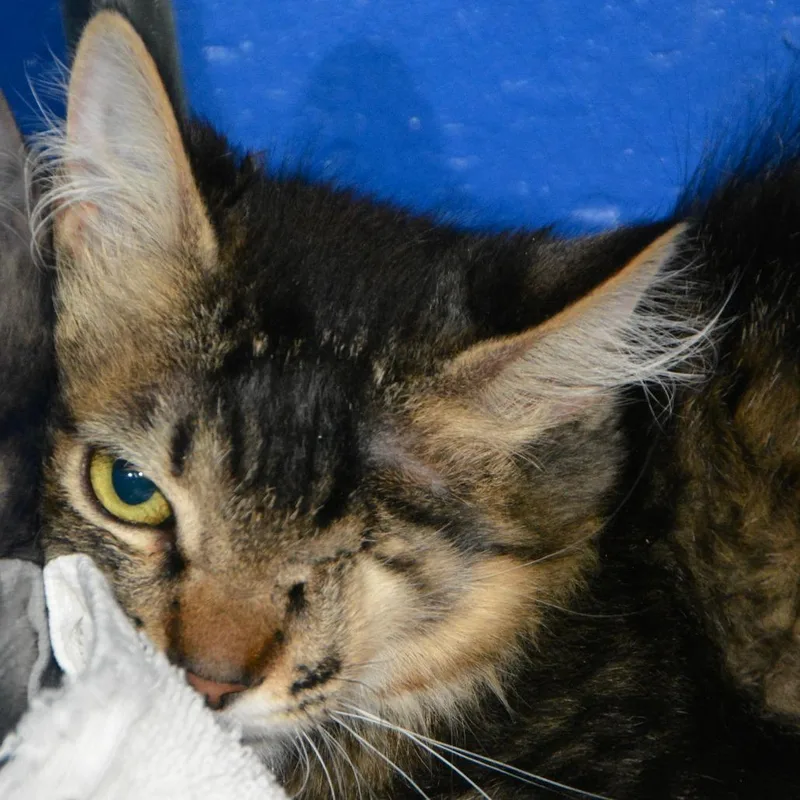 A baby small-sized male Brown / Chocolate Domestic Medium Hair cat named Billy for adoption in Los Angeles, CA