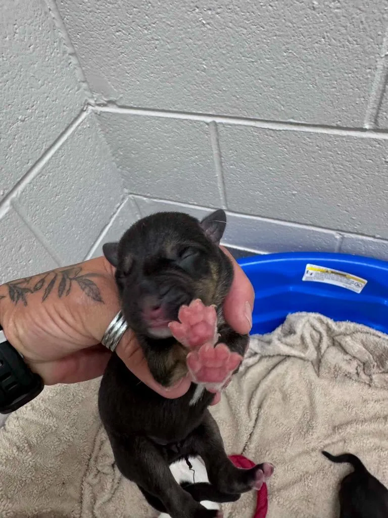 A baby medium-sized male Labrador Retriever dog named Marshall for adoption in East Ridge, TN