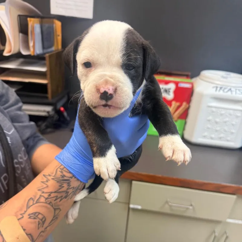 A baby small-sized female Brown / Chocolate Mixed Breed dog named Chicken Bizkit for adoption in Springboro, OH