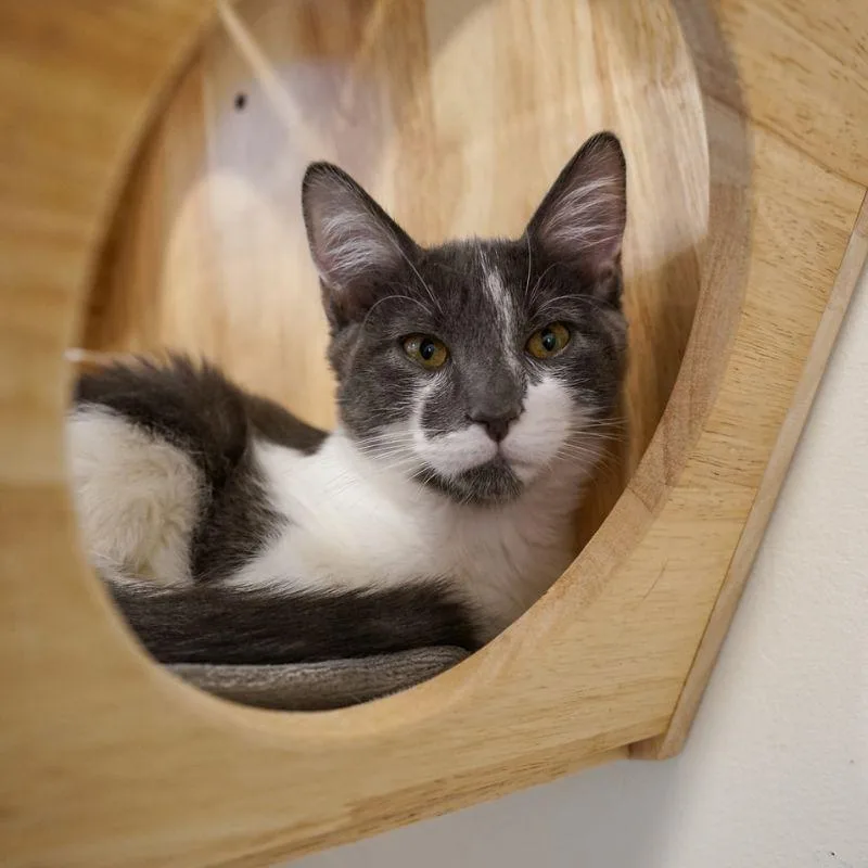 A young medium-sized male Domestic Short Hair cat named Nutella for adoption in Jackson, WY