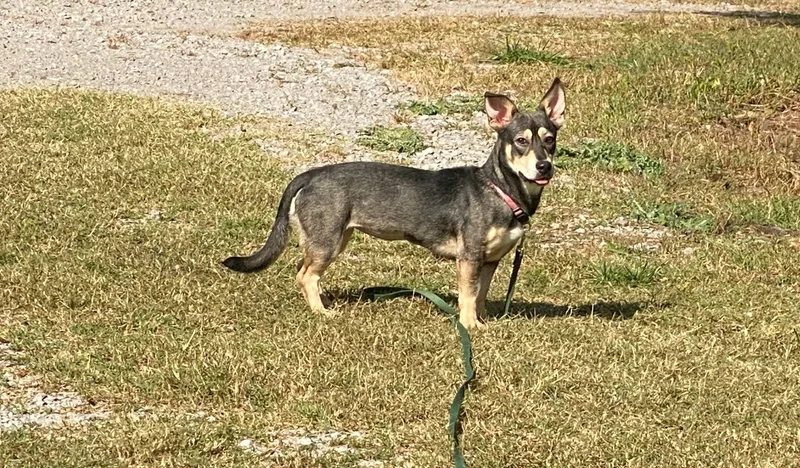 Corvette Aka Cori thumbnail 2