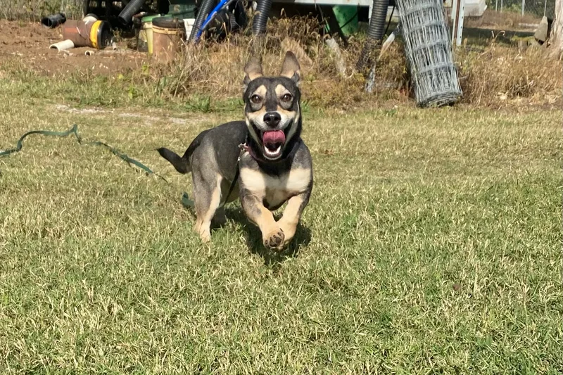 Corvette Aka Cori thumbnail 3