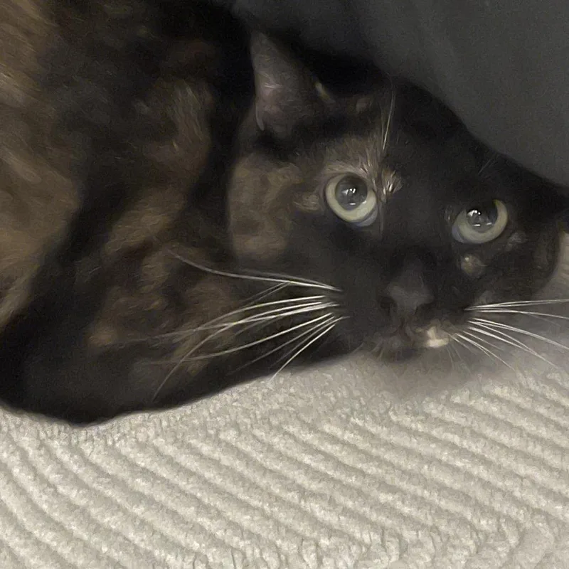 An adult medium-sized female Black Domestic Short Hair cat named Turtle for adoption in Sonoma, CA