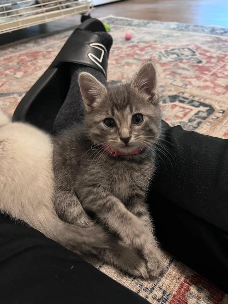 A young large-sized male Gray / Blue / Silver Domestic Short Hair cat named Mo for adoption in Wheeling, IL