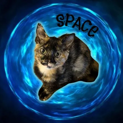 A baby small-sized female Tortoiseshell Domestic Short Hair cat named Space for adoption in Tempe, AZ