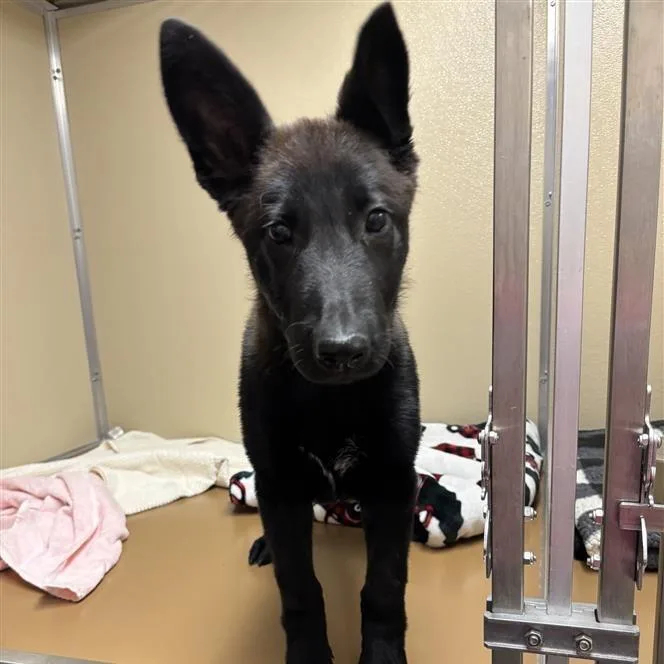A baby small-sized female Brown / Chocolate German Shepherd Dog dog named Eliza for adoption in Tempe, AZ