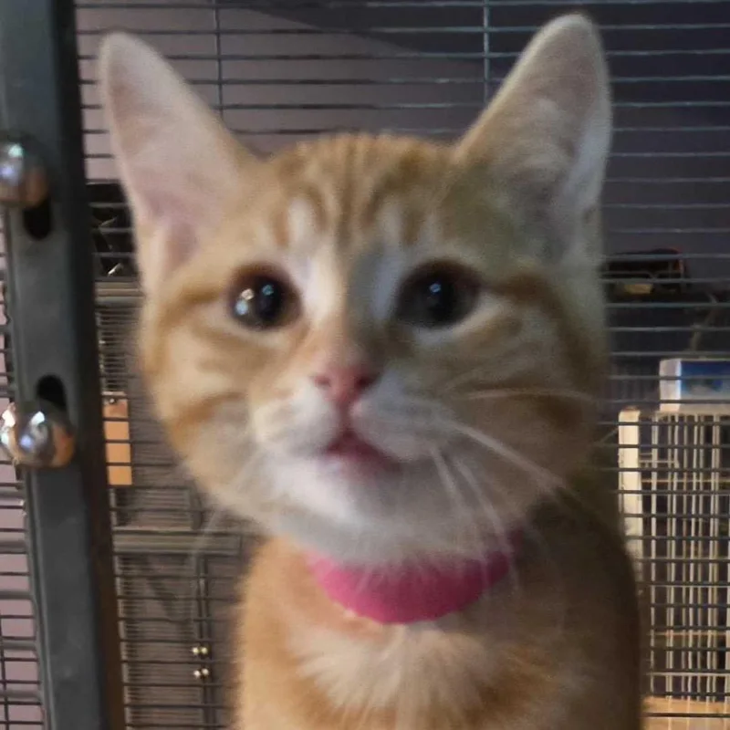 A baby small-sized female Orange / Red Domestic Short Hair cat named Maddi for adoption in Hanna City, IL