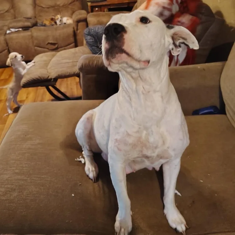 A young large-sized female White / Cream Dogo Argentino dog named Darling for adoption in mount vernon, AR