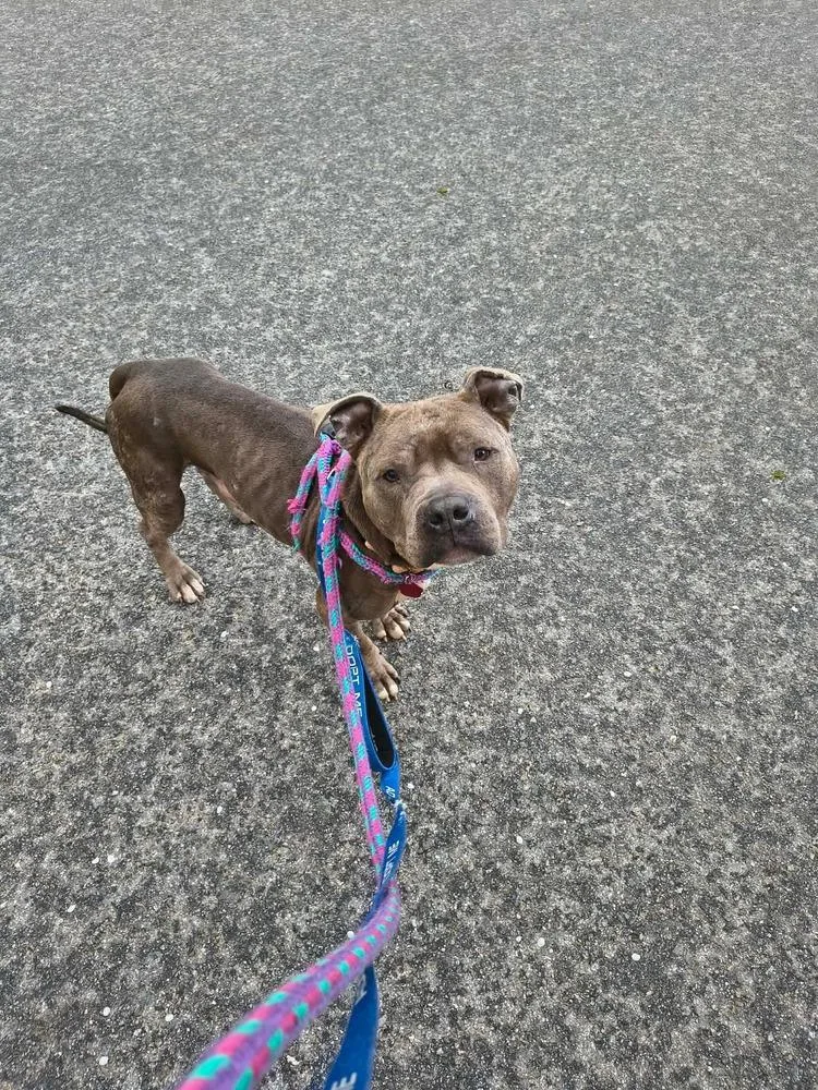 An adult medium-sized male Pit Bull Terrier dog named Kieran for adoption in Groveland, MA
