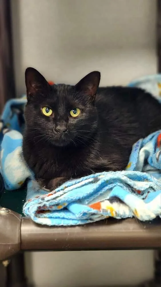 An adult small-sized female Domestic Short Hair cat named Luna for adoption in Mishawaka, IN