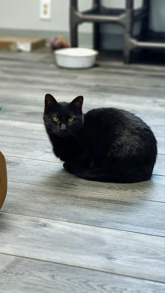 Luna thumbnail 2