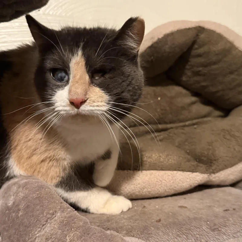 An adult medium-sized female Dilute Calico Domestic Short Hair cat named Rosemary for adoption in West Mifflin, PA