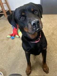A young large-sized male Black Rottweiler dog named Monte for adoption in Cleveland, OH