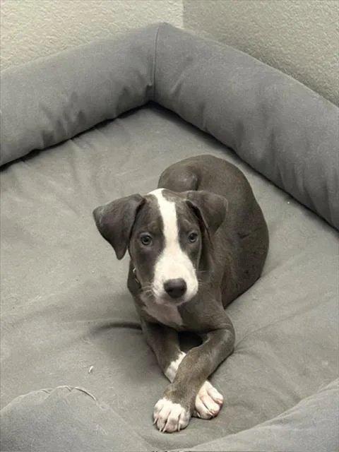 A baby small-sized female Mixed Breed dog named Mcgriddles for adoption in Dallas, TX