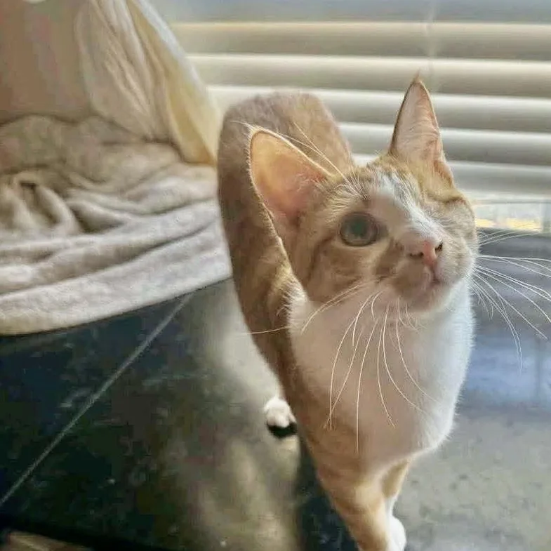 A baby medium-sized male Orange & White Tabby cat named Nacho for adoption in Warr Acres, OK