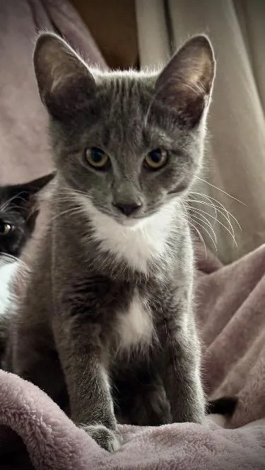 A baby medium-sized female Gray & White Domestic Short Hair cat named Octavia for adoption in Buffalo, NY