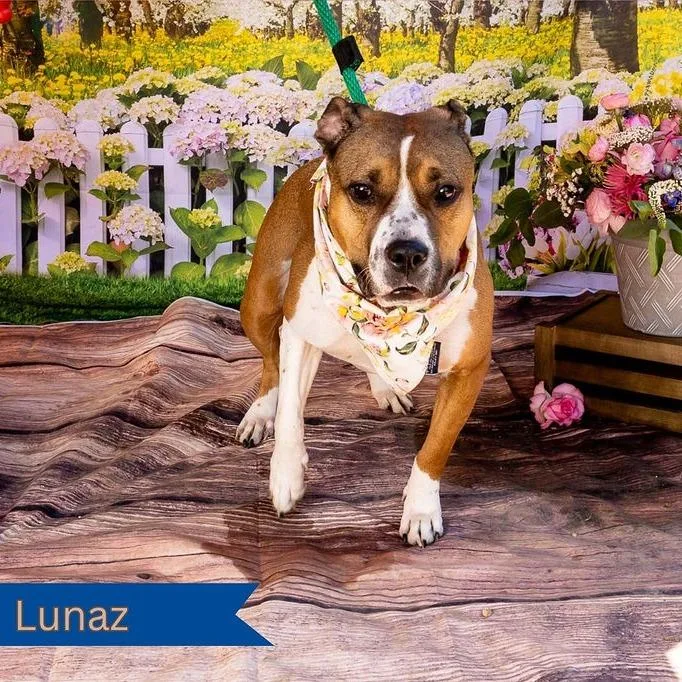 An adult large-sized female Brown / Chocolate Pit Bull Terrier dog named Lunaz for adoption in Philadelphia, PA