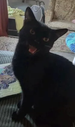 A young medium-sized female Domestic Short Hair cat named Lola & Lizzy for adoption in Soddy Daisy, TN