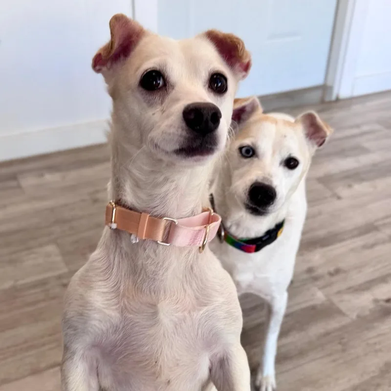An adult medium-sized female White / Cream American Eskimo Dog dog named Skye for adoption in Green Bay, WI