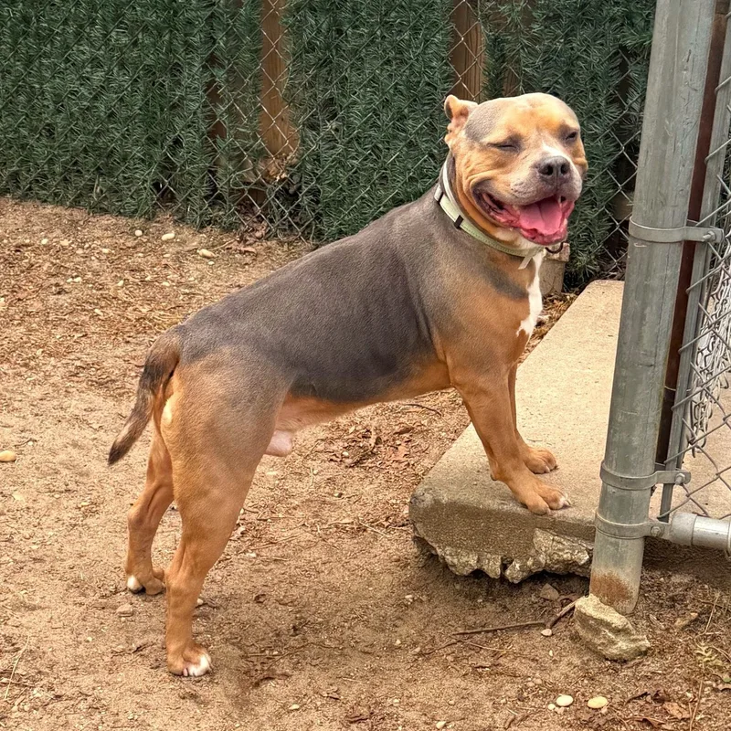 An adult medium-sized male Mixed Breed dog named Trix for adoption in Brookhaven, NY