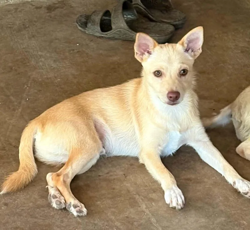 A baby small-sized male Yellow / Tan / Blond / Fawn Chihuahua dog named Milo for adoption in Gregory, TX