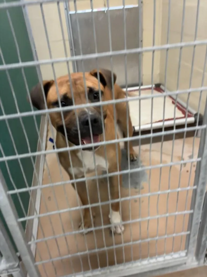 A young large-sized male Boxer dog named Ali for adoption in Texas City, TX