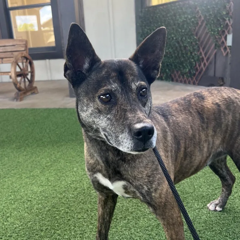 An adult medium-sized female Brindle Mixed Breed dog named Chacheta for adoption in LOXAHATCHEE, FL
