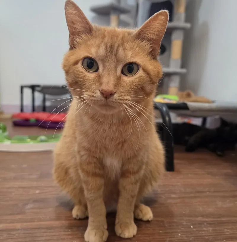 An adult medium-sized female Domestic Short Hair cat named Marmalade for adoption in Wild Rose, WI