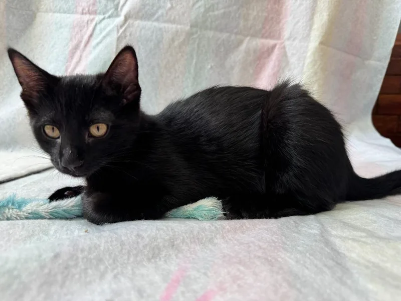 A baby medium-sized female Domestic Medium Hair cat named Bean for adoption in Salt Lake City, UT