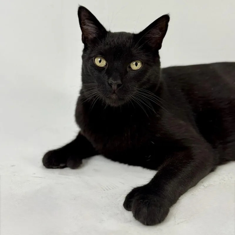 An adult small-sized male Black Extra-Toes Cat / Hemingway Polydactyl cat named Books for adoption in Los Angeles, CA