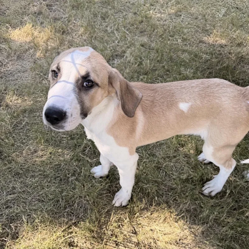 A young large-sized female Anatolian Shepherd dog named Quiche for adoption in Pilot Point, TX
