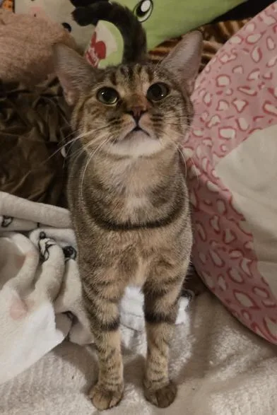 An adult medium-sized female Domestic Short Hair cat named Honey for adoption in Liverpool, TX