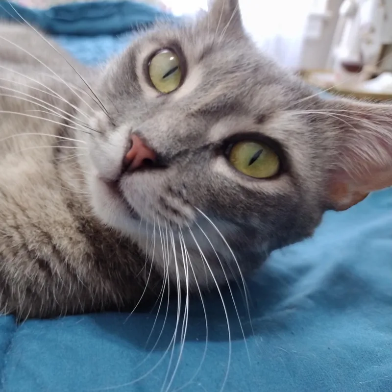 An adult medium-sized female Gray / Blue / Silver Domestic Short Hair cat named Cherry for adoption in Brooklyn, NY