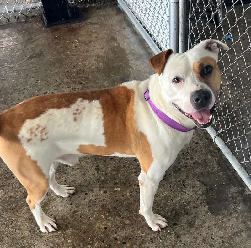 A young large-sized male Mixed Breed dog named Caspian for adoption in Warren, MI