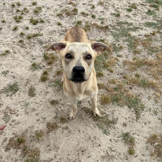 An adult medium-sized female Yellow / Tan / Blond / Fawn Labrador Retriever dog named Paris for adoption in Valdosta, GA