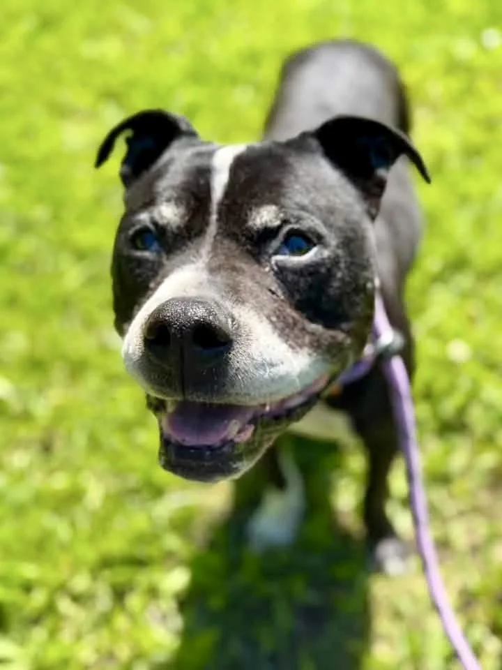 An adult medium-sized female Black Pit Bull Terrier dog named Sades for adoption in Chicago, IL